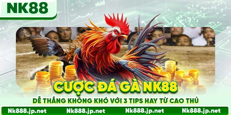 Cược đá gà Nk88 dễ thắng không khó với 3 tips hay từ cao thủ